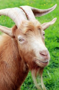Create meme: goat horns, goat animal