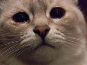 Создать мем: жалобный котик, в мире грустит один котик, кот плачет фото