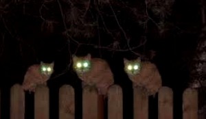 Создать мем: мир глазами кошки, у кота светятся глаза в темноте, котоматрица