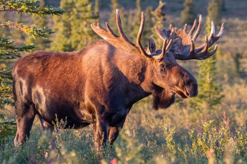 Create meme: deer elk , photo of a moose, siberian moose
