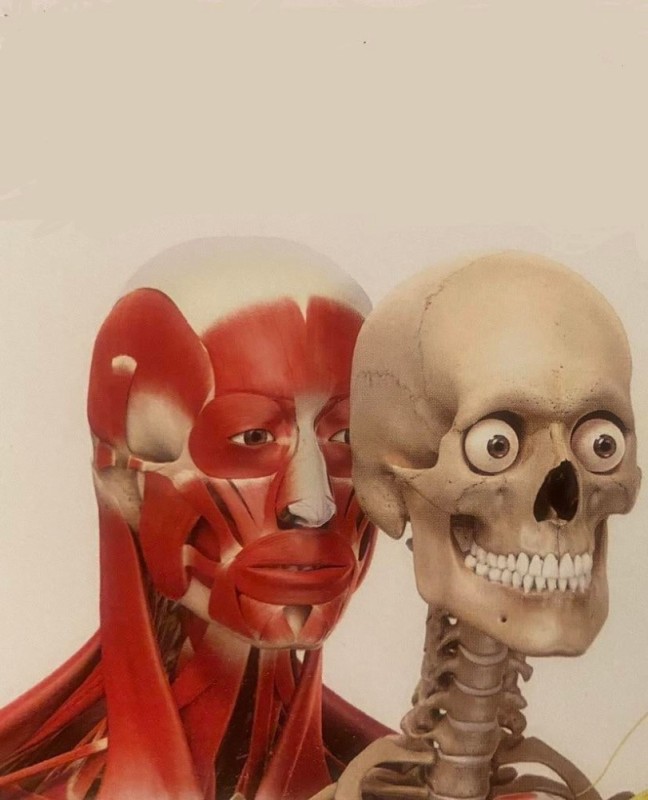 Create meme: head muscles model, head muscles, muscles of the human skull