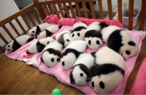 Create meme: cute, the cute animals, giant Panda