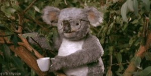 Создать мем: коала мягкая игрушка, животное коала, коала