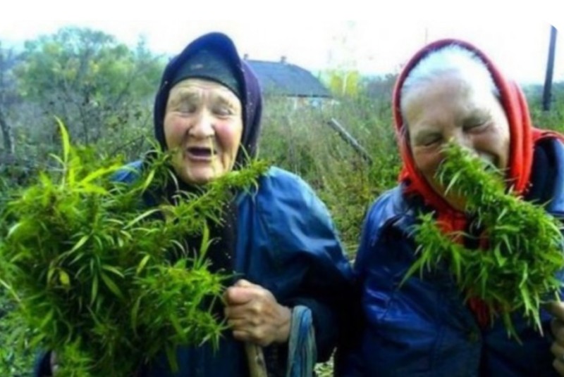 Create meme: grandma marijuana, money with cannabis, grandmother with hemp
