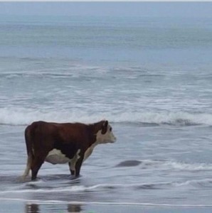Создать мем: корова на берегу, мне просто интересно сколько я еще выдержу корова, корова смотрит на море