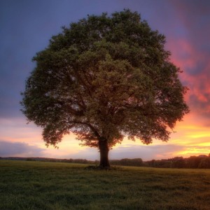 Create meme: sunset tree, tree landscape, tree