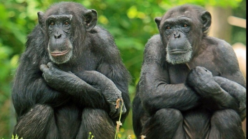 Создать мем: обезьяна шимпанзе, два обезьяны, бонобо шимпанзе