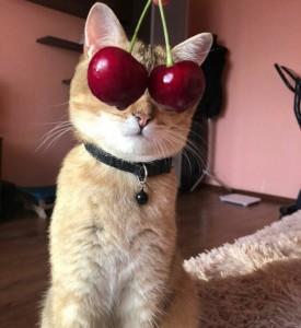 Create meme: seals round glasses, cats, crazy cat