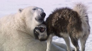 Создать мем: овчарка белый медведь, собака и медведь картинки, kutup ayıları