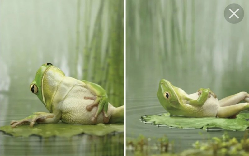 Создать мем: лягушка лежит на спине, лягушка смешная, лягушки на болоте