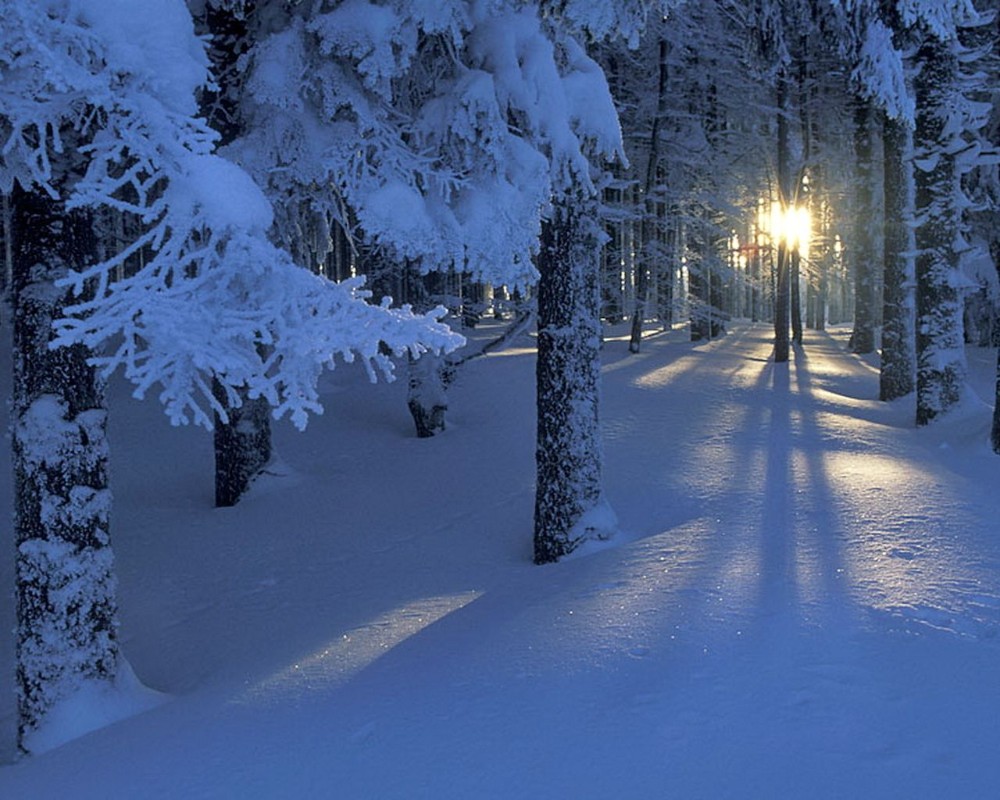 Создать мем: лес снег, вечер зимой, в зимнем лесу