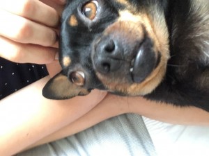 Создать мем: köpek, rottweiler, собака