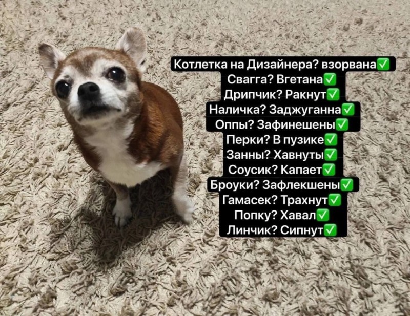 Создать мем: порода чихуахуа, скриншот, собака чихуахуа