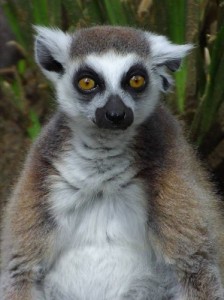 Create meme: lemur