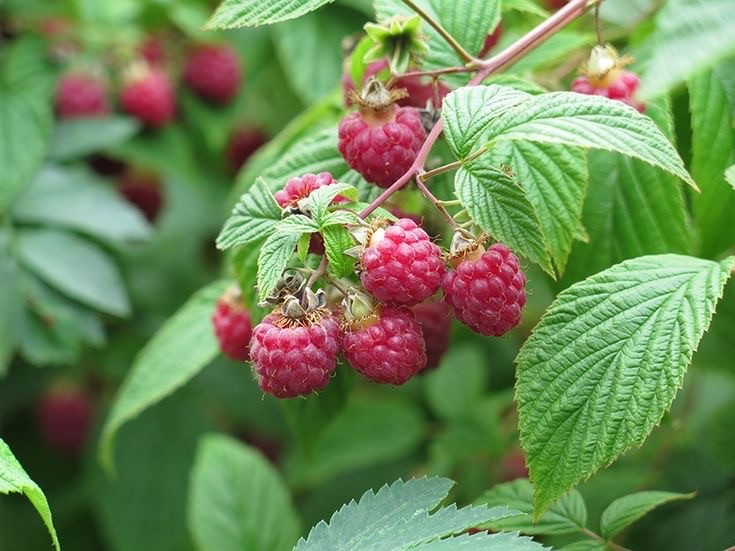 Create meme: raspberry ordinary, raspberry bushes, raspberry Bush