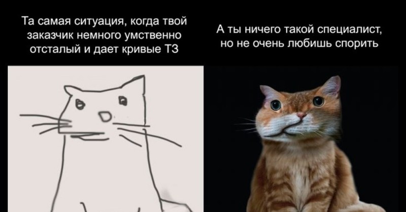Создать мем: кот, мемы, мемы с котами