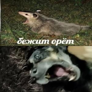 Create meme: humor, the trick, possum runs screaming