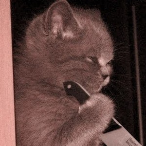 Create meme: the cat with a knife, cat, cat