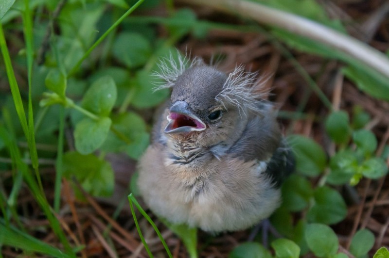 Create meme: chick of a finch, finch bird chick, chick