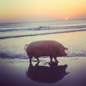 Create meme: pig, Landrace breed of pigs, pig of the sea