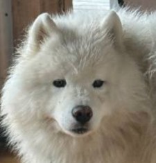 Create meme: the Samoyed, samoyed, laika samoyedskaya