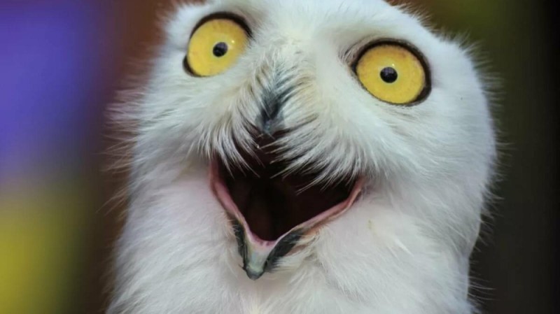 Create meme: surprised owl, white owl, owl's mouth