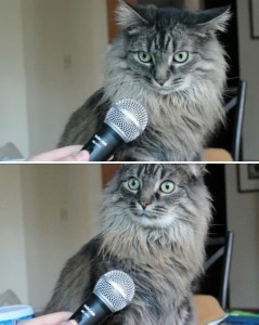 Create meme: cat, meme cat, cat with microphone