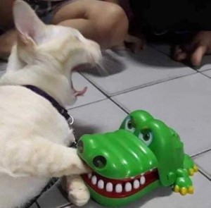 Create meme: dog, funny animals, funny toy