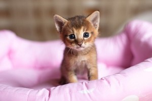 Create meme: the most cute cats, Abyssinian cat