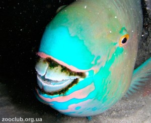 Создать мем: самые красивые рыбы, рыба попугай в пузыре, шишколобый губан