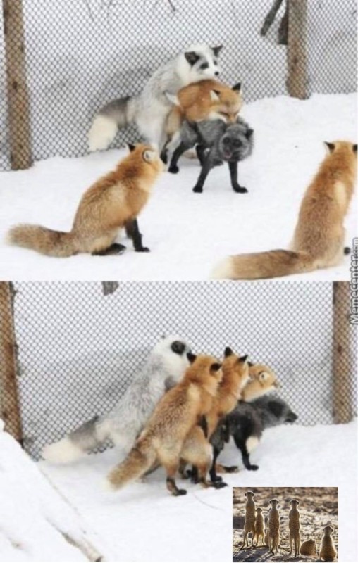 Create meme: Fox and Fox, Fox, Fox 