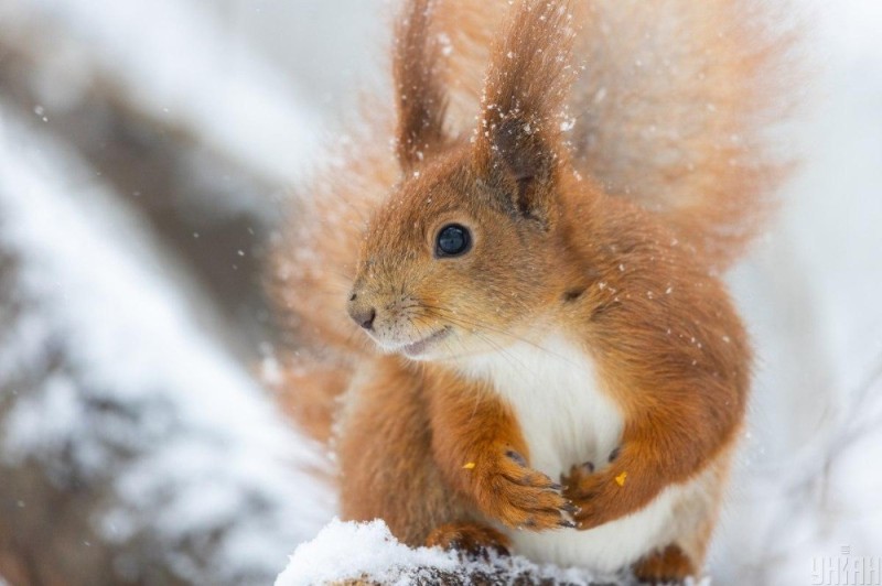 Create meme: squirrel in winter, winter squirrel, protein 