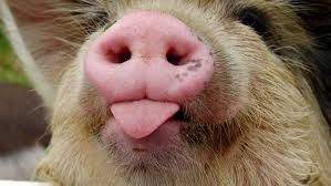 Создать мем: нос свинки, свиной пятачок, свинья