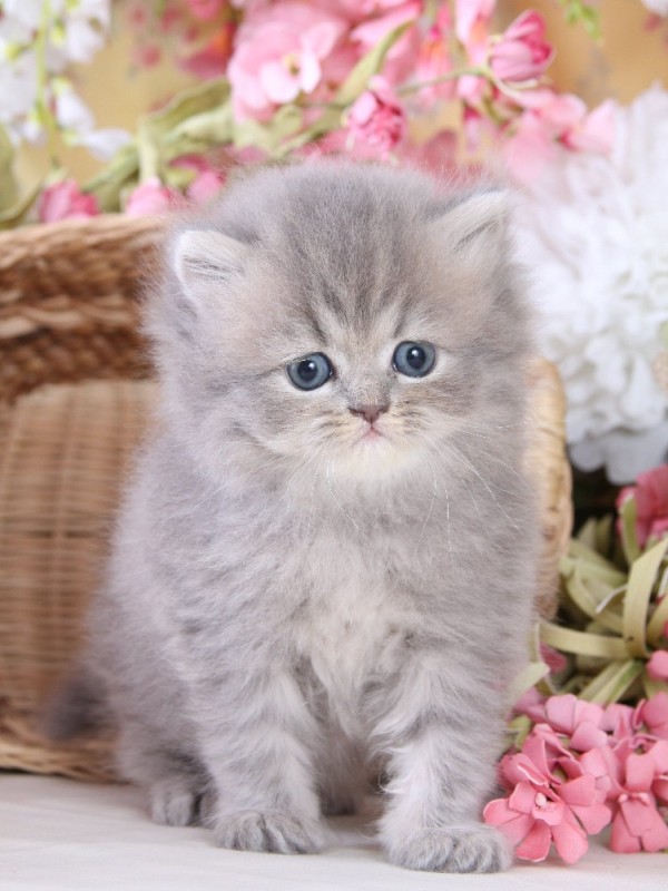 Create meme: grey kitten , adorable kittens, persian teacup cat