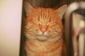 Create meme: ginger kitten, red cat