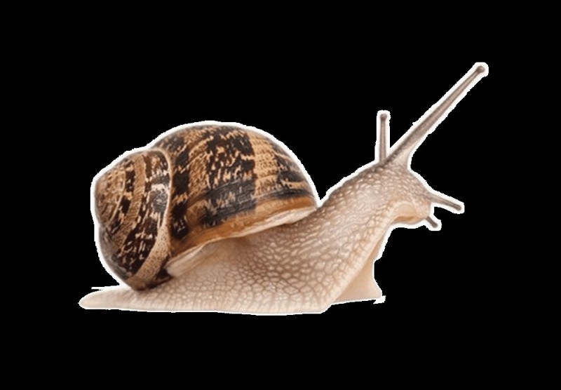 Create meme: snail , the snail Achatina , slug snail