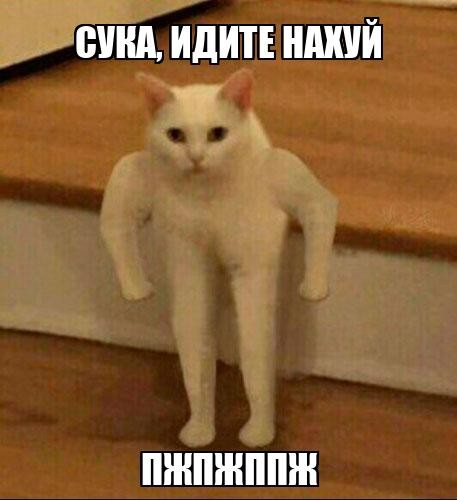 Создать мем: кот качок мем, кот мем, мем с белым котом