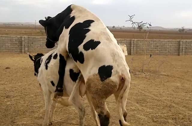Create meme: mating cows, mating of bulls with cows, bull and cow mating