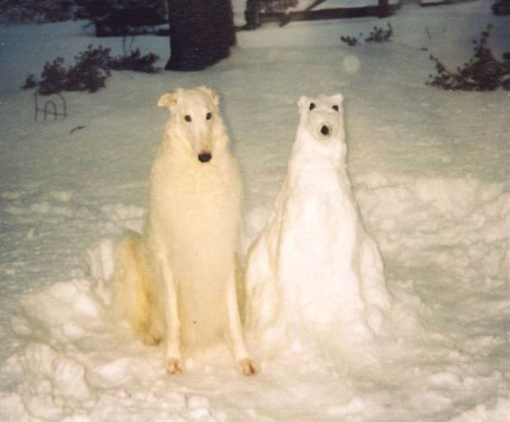 Create meme: snow dog, greyhound, polar bear 