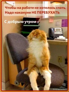 Create meme: cat, funny cats, jokes about morning and work