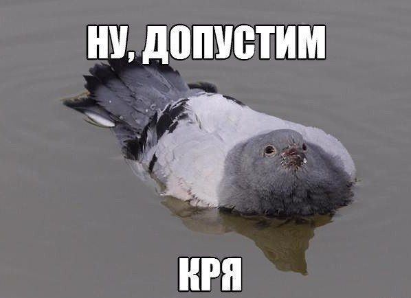 Create meme: pigeon., dove , The pigeon is swimming