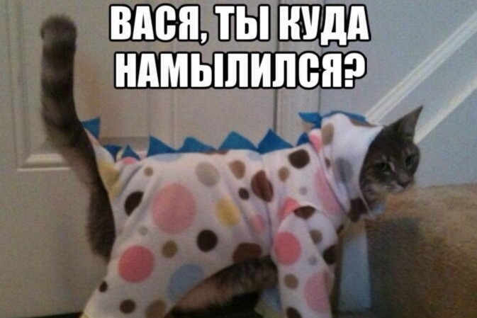 Создать мем: кот, животные милые, пижама с котиками