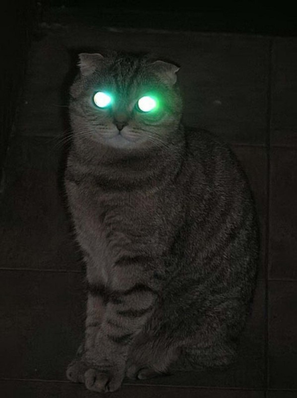 Create meme: a cat with glowing eyes, cat's eyes in the dark, glowing eyes in the dark