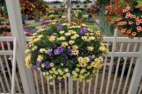 Create meme: osteospermum growing from seeds, osteospermum flower, osteospermum in landscape design