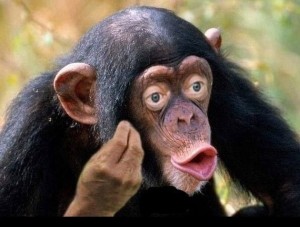 Создать мем: обезьяна макака, шимпанзе мем, самец шимпанзе