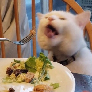Создать мем: кот вегетарианец, вегетарианец смешное, мемы с котами