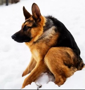 Create meme: dog shepherd, shepherd, dog German shepherd