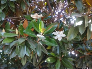 Create meme: manglietia insignis, the types of the Magnolia photo, Yalta Magnolia