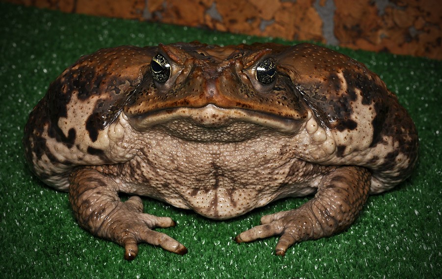Создать мем: большая лягушка, самая большая жаба, большая жаба