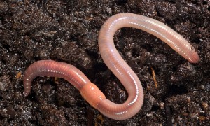 Create meme: earthworms, worms, earthworm